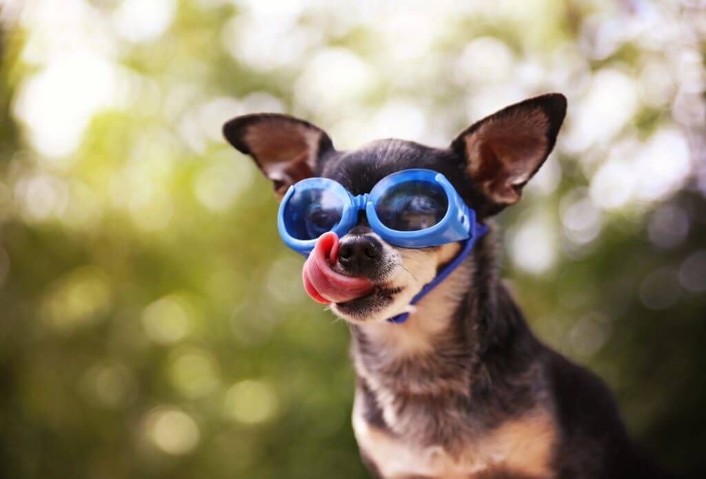 Chihuahua wearing blue goggles.